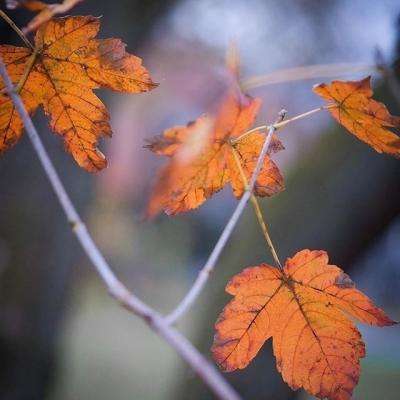 澳门新莆京游戏大厅下载手机版